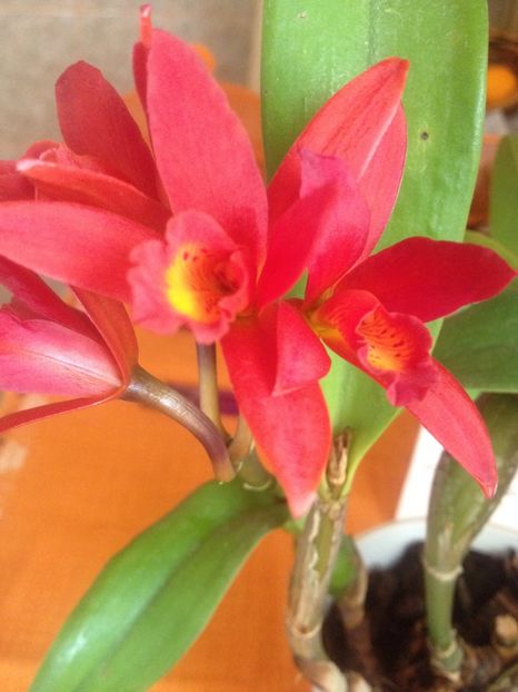 image - cattleya