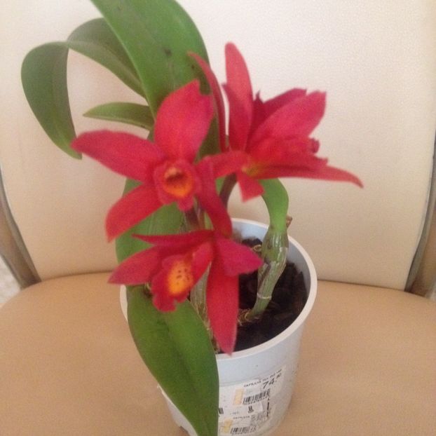 image - cattleya