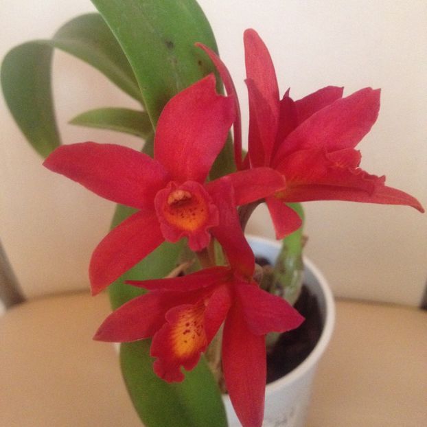 image - cattleya