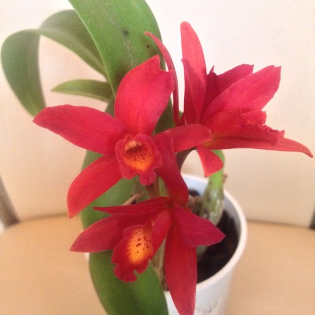 image - cattleya