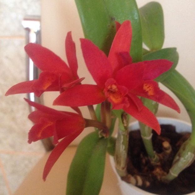 image - cattleya