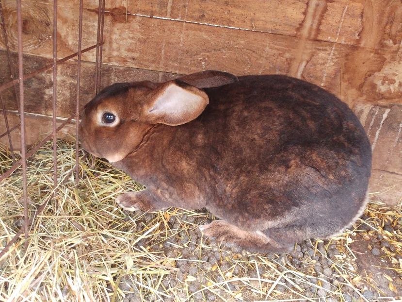  - Masculi Castor Rex de vanzare