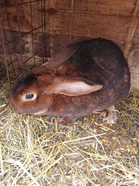  - Masculi Castor Rex de vanzare