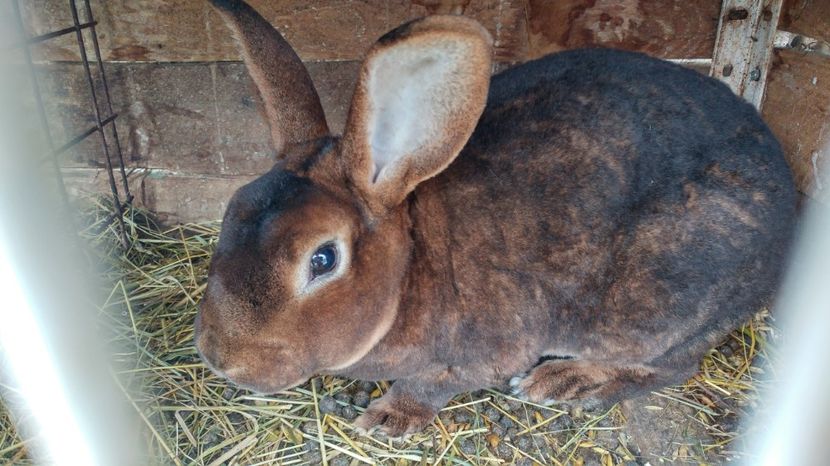 20170218_125544_HDR - Masculi Castor Rex de vanzare