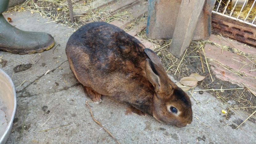 20170211_155110_HDR - Masculi Castor Rex de vanzare