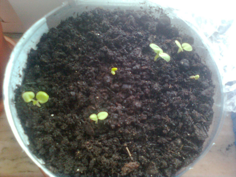 ...dupa 10 zile - MUSCATE -2017 - 2018