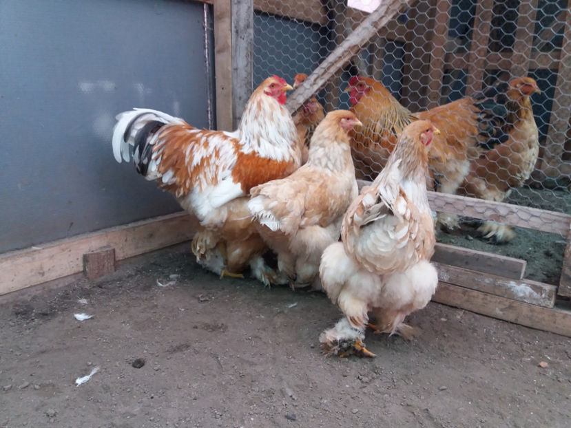 19.02.2017 027 - 02  brahma lemon