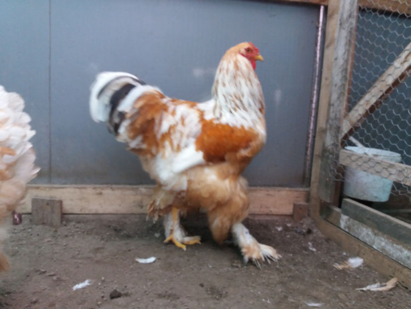 19.02.2017 031 - 02  brahma lemon