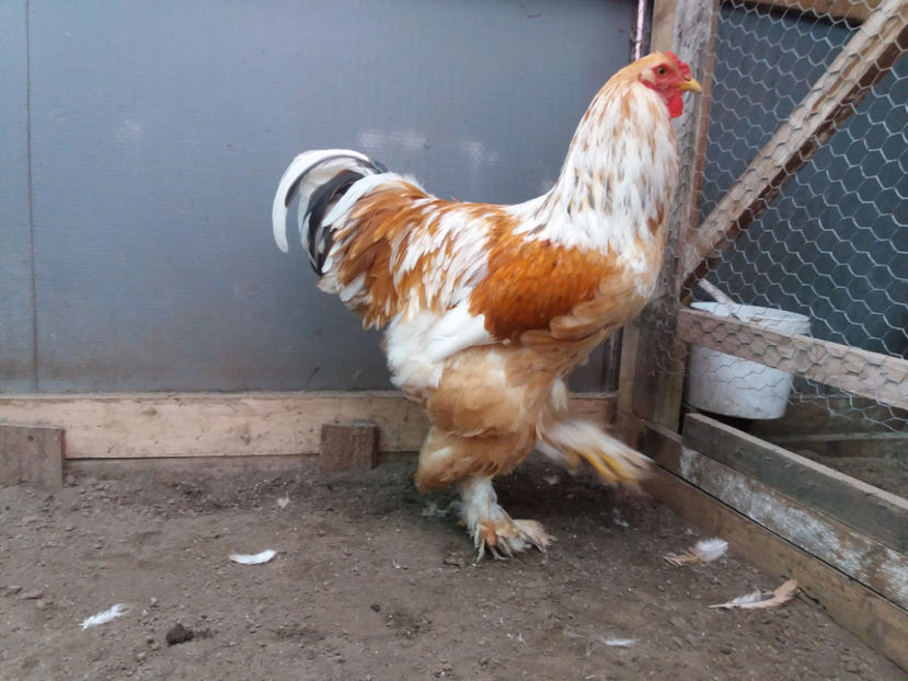 19.02.2017 032 - 02  brahma lemon