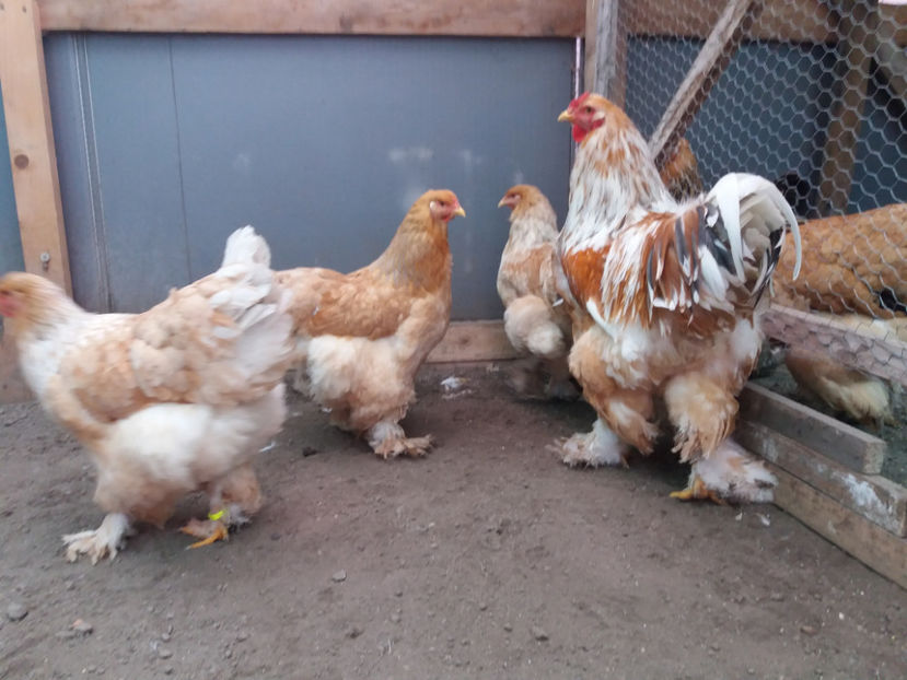 19.02.2017 048 - 02  brahma lemon