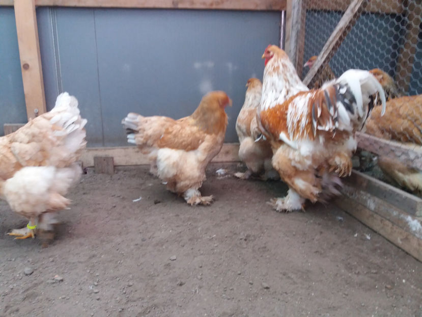 19.02.2017 050 - 02  brahma lemon