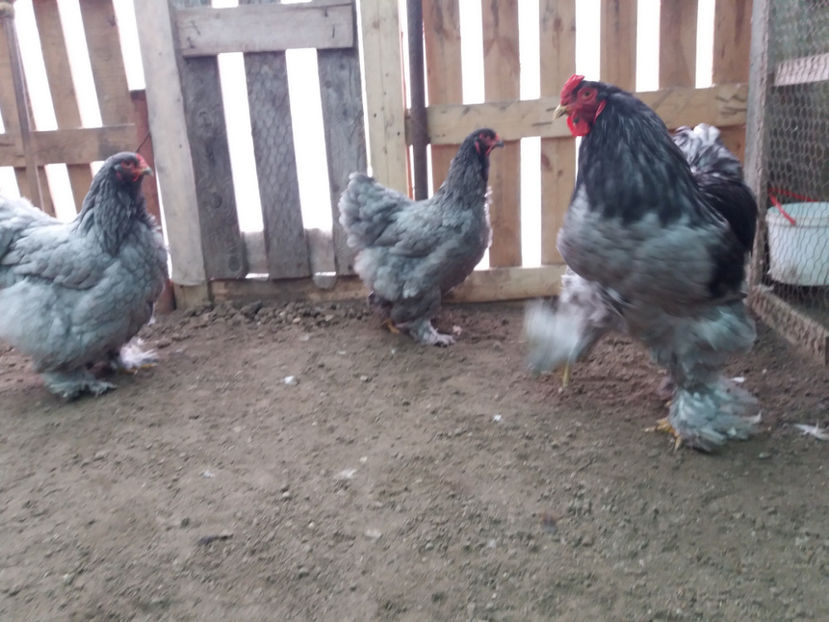 19.02.2017 052 - 03 brahma albastru