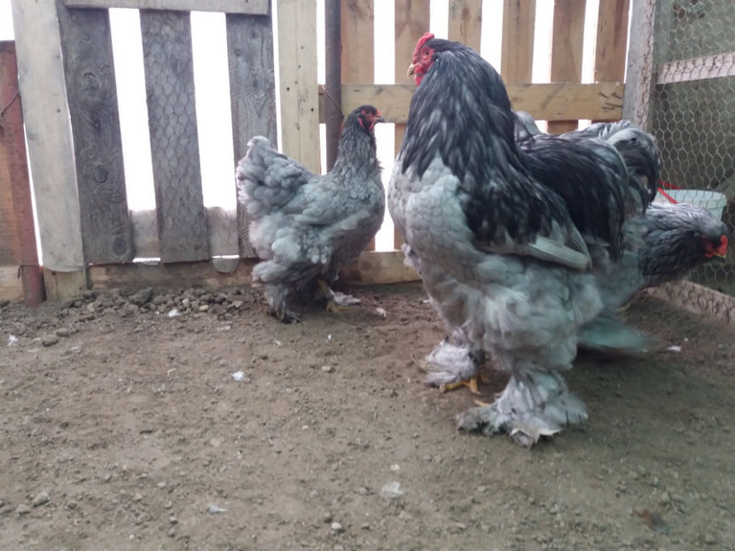 19.02.2017 058 - 03 brahma albastru