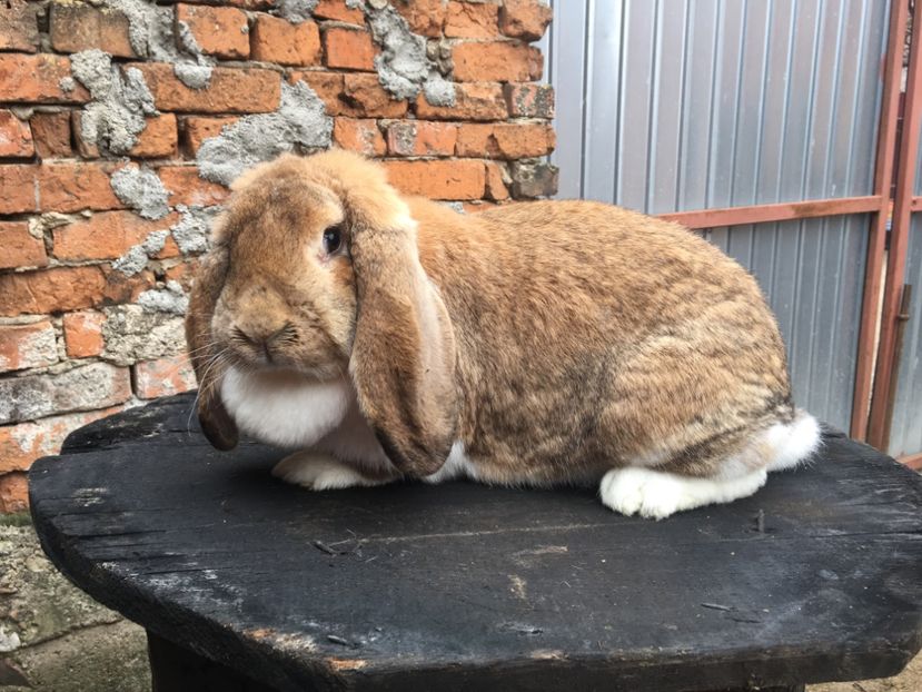  - C Femela 3 Galben Mantulat