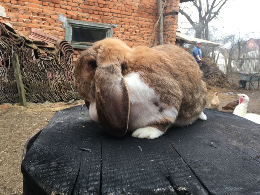  - C Femela 3 Galben Mantulat