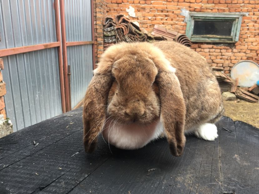  - C Femela 3 Galben Mantulat