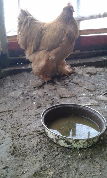  - A Cochinchina pe galben