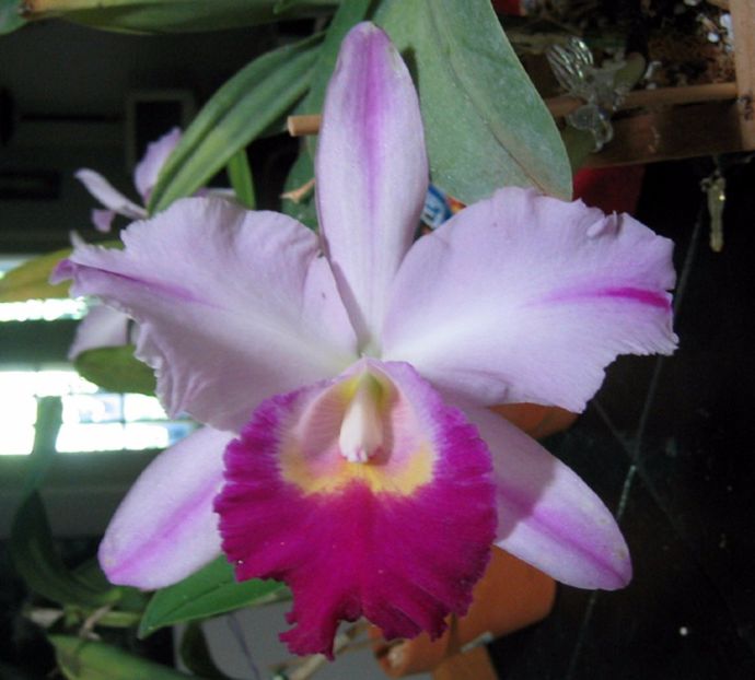 C walkeriana 'Carmela' X Blc Good News - cattleya