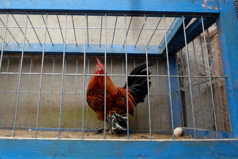  - 1 - auriu portelan