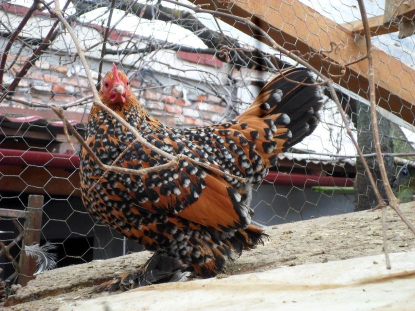  - 1 - auriu portelan