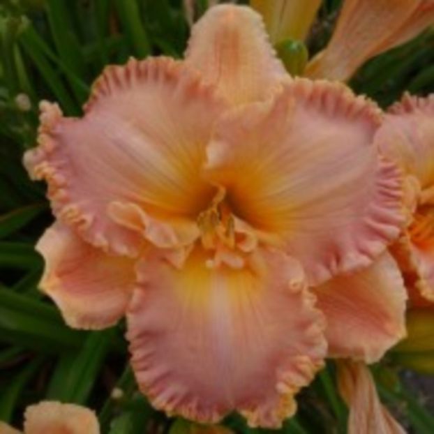 diva' s choice - Hemerocalis 2016