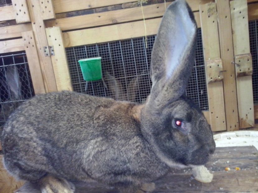 Tata - 2 Cuib 15 02 2017