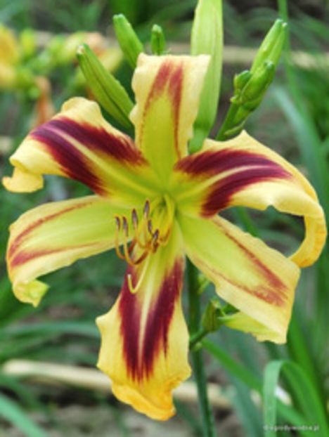 free  wheelin - Hemerocalis 2016