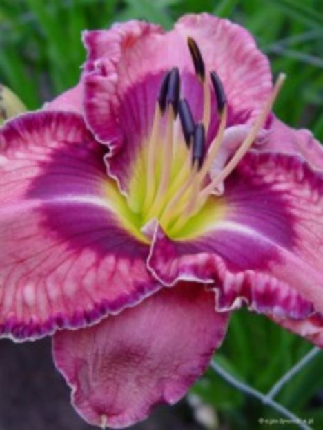 martina verhaert - Hemerocalis 2016