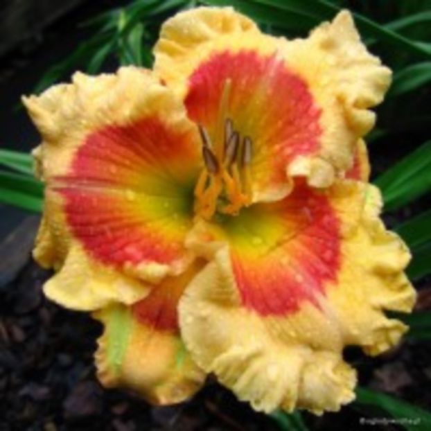 X-Factor - Hemerocalis 2016