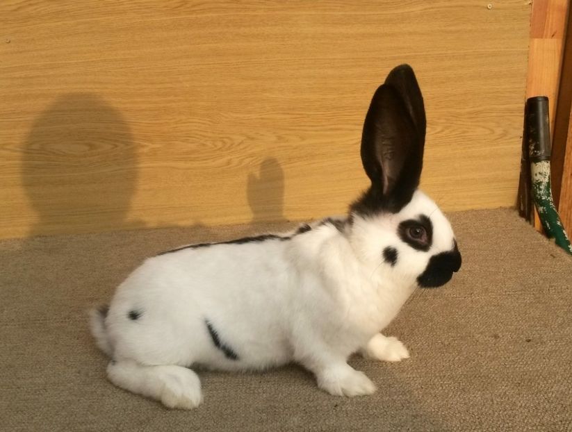 2 luni - 2.550 kg - 05 Femela alb-negru