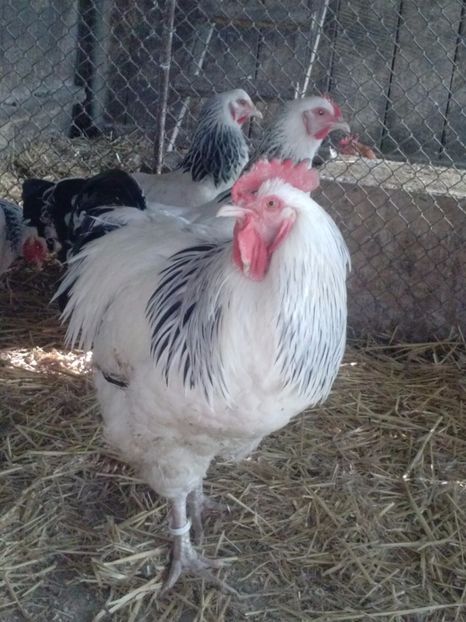 CAM01590 - 1 - ACHIZITII NOI 2016