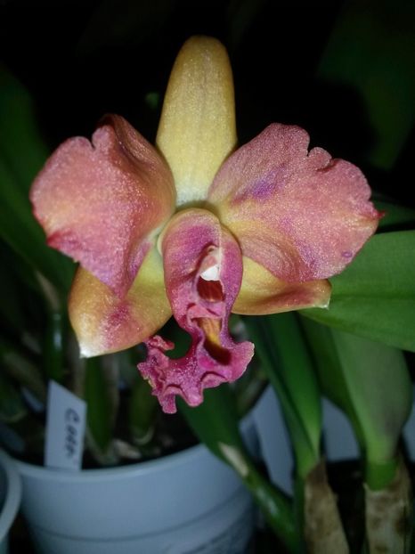 cattleya corai 2017.01.13 2 - catt 2017