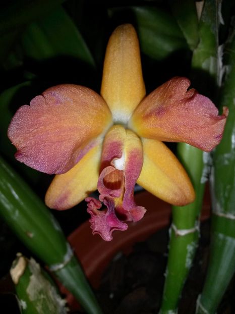 cattleya corai 2017.01.22 - catt 2017