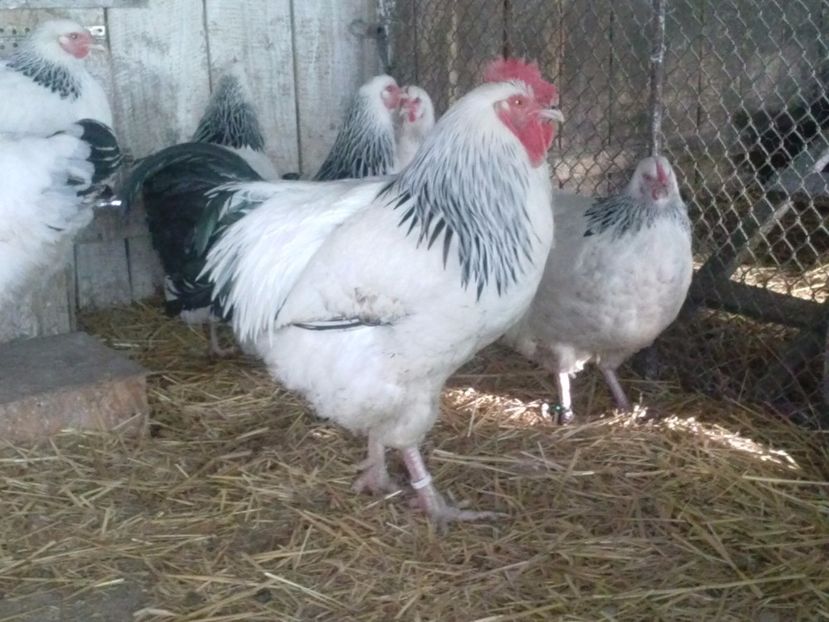 CAM01595 - 1 - ACHIZITII NOI 2016