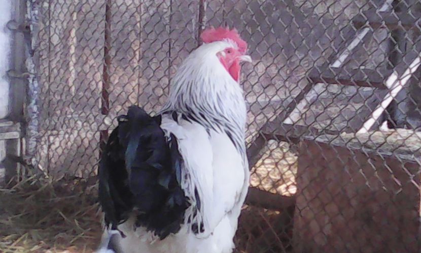  - 1 - ACHIZITII NOI 2016