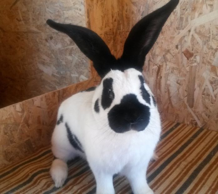  - 02 Mascul alb-negru