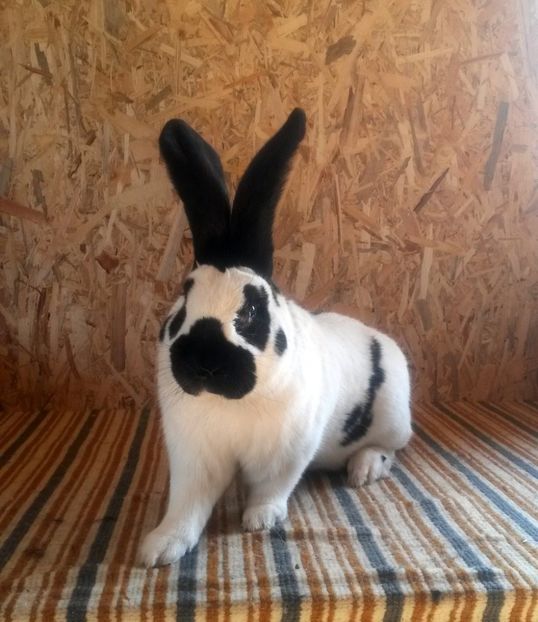  - 02 Mascul alb-negru