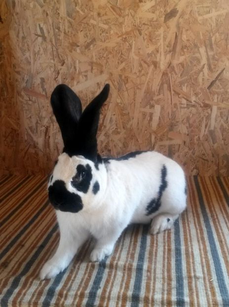  - 02 Mascul alb-negru