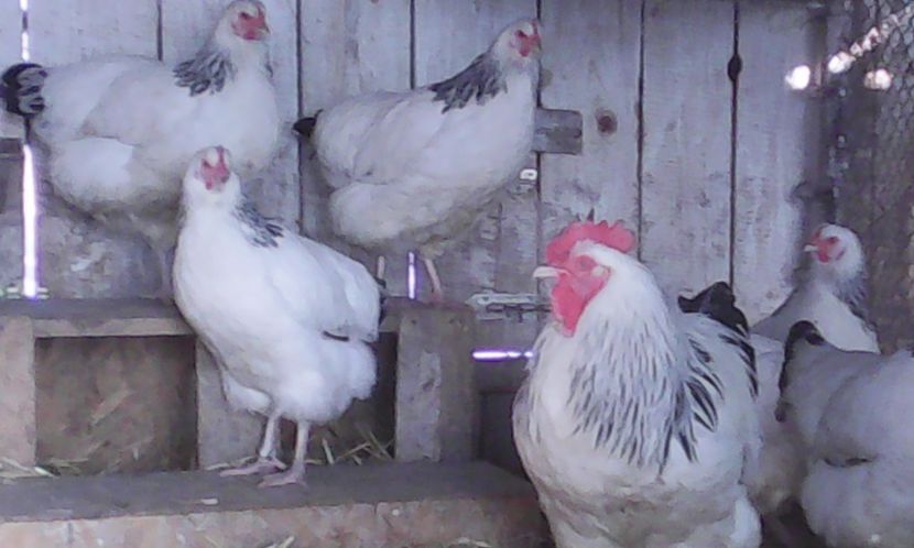  - 1 - ACHIZITII NOI 2016