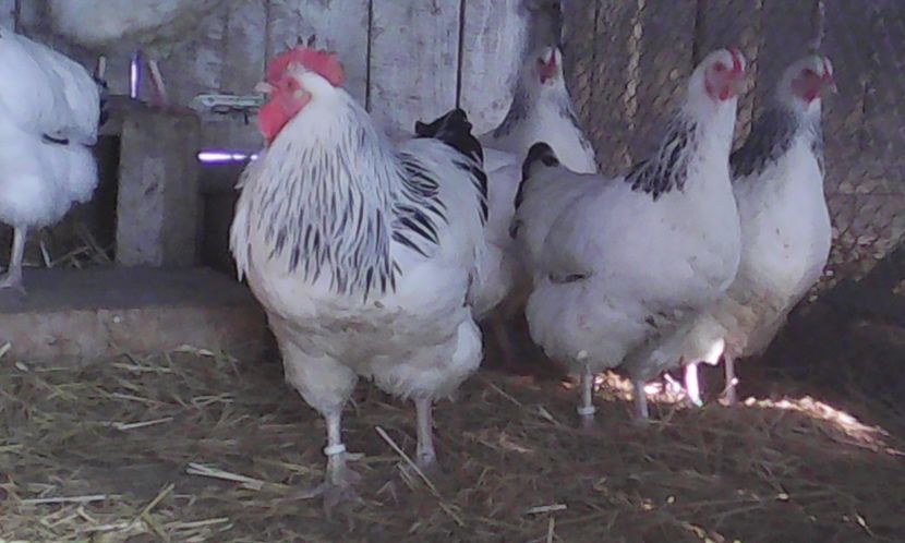  - 1 - ACHIZITII NOI 2016