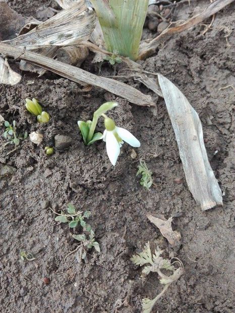 ghiocel - flori de gradina