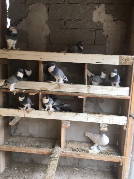  - Gusatii pomerania pentru 2019