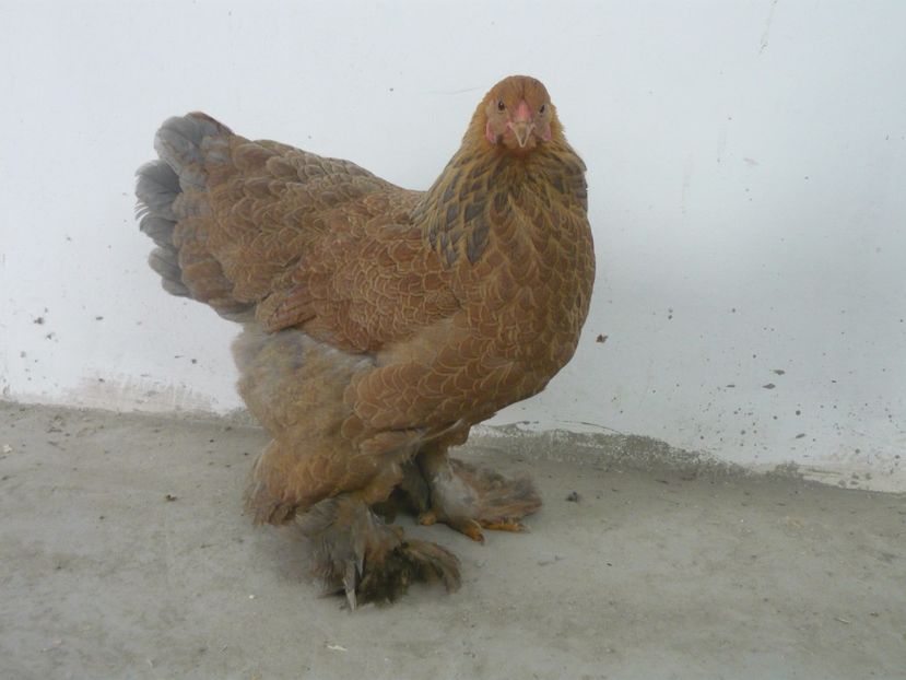 P1060201 - Brahma potarnichiu-albastru pitic