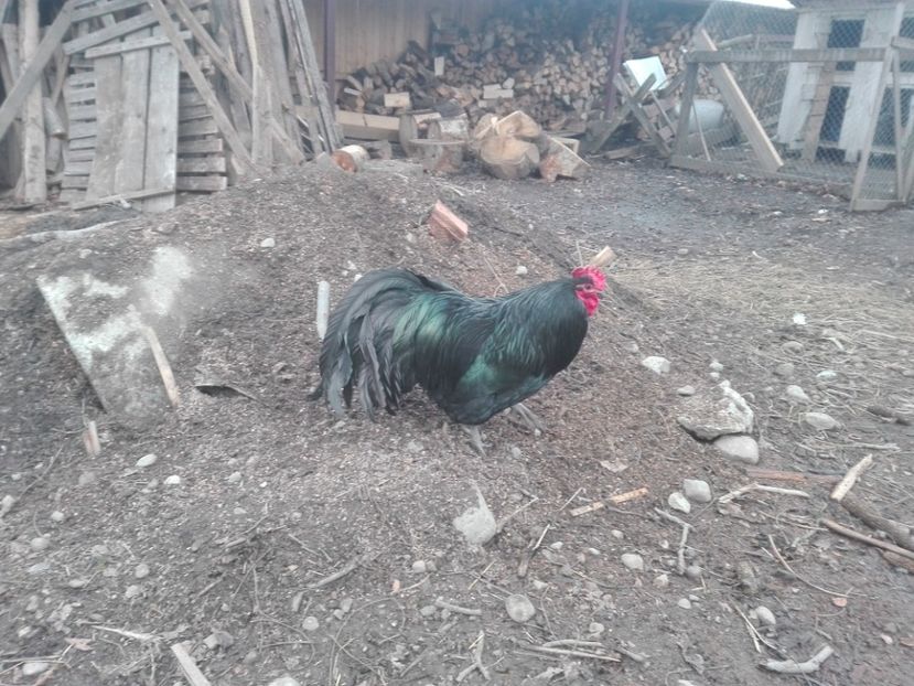  - AUSTRALORP