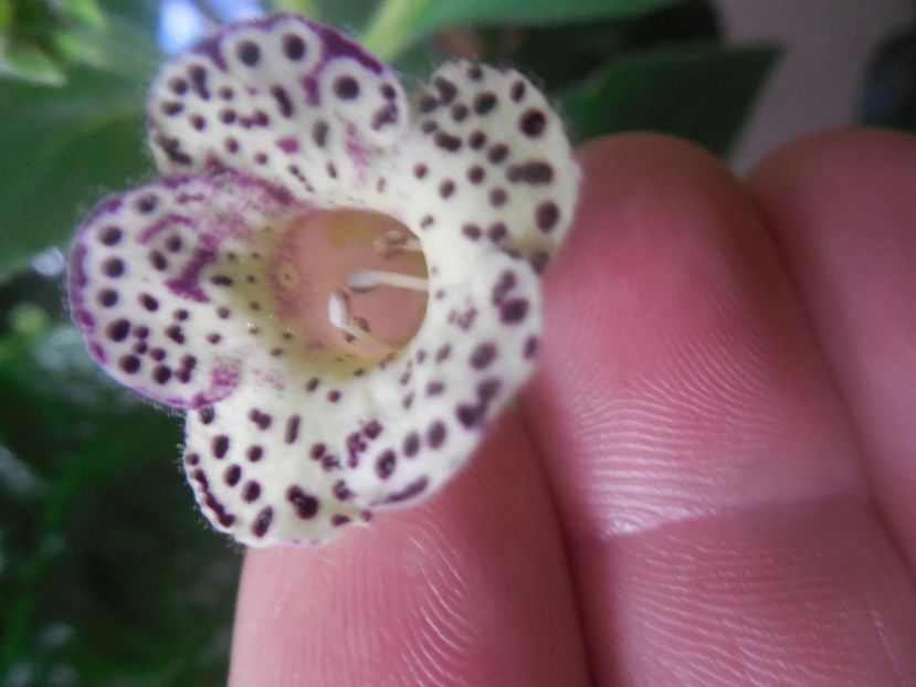 hcy's venus - g_kohleria