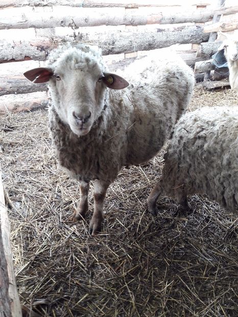  - La stana iarna 2017