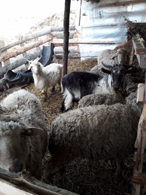  - La stana iarna 2017