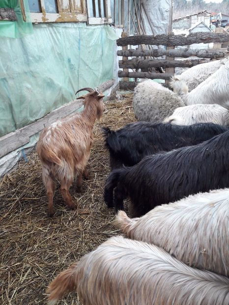  - La stana iarna 2017