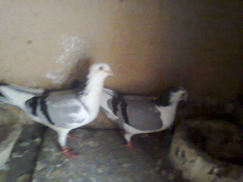 Fotografie7214 - jucatori si cazatori