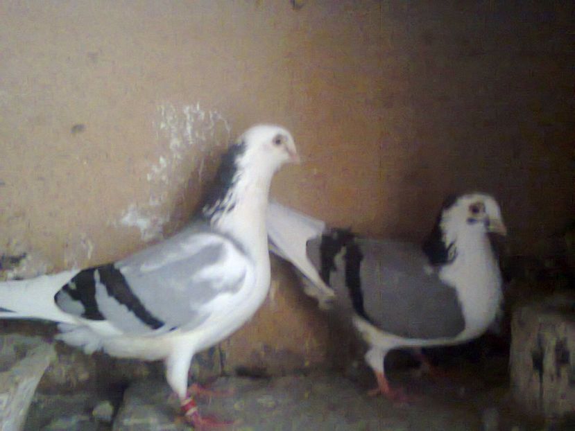 Fotografie7215 - jucatori si cazatori